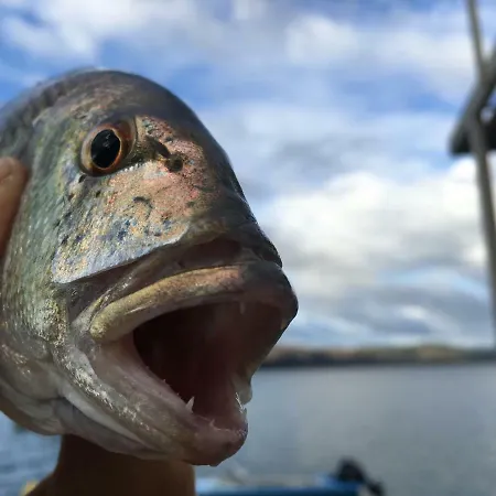 Galeb アパート コマルナ